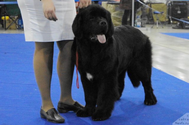 Фото: ньюфаундленд Рестайлинг Фром Шипмэн