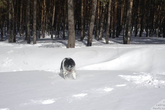 Фото: ньюфаундленд Кипер Соул Жемчужина Белая
