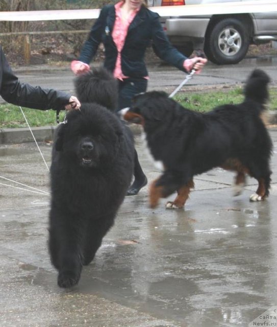Фото: ньюфаундленд Жгучий Брюнет с Берега Дона