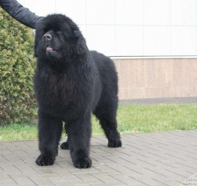 Фото: ньюфаундленд Жгучий Брюнет с Берега Дона
