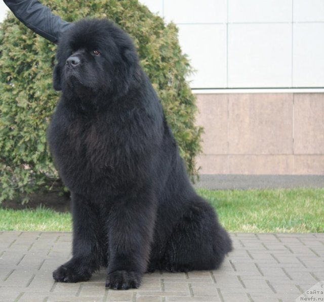 Фото: ньюфаундленд Жгучий Брюнет с Берега Дона