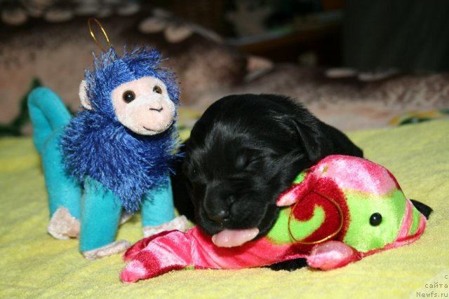 Фото: ньюфаундленд Смигар Осенняя Сказка