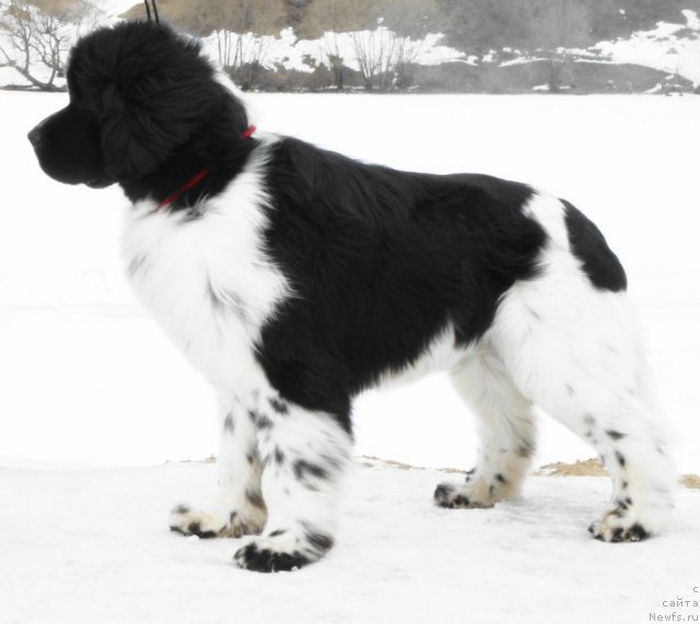 Фото: ньюфаундленд Питерньюф Плэй Бой (Piternyuf Play Boy)