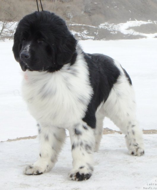 Фото: ньюфаундленд Питерньюф Плэй Бой (Piternyuf Play Boy)