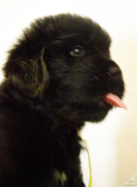 Фото: Бегущая по волнам Дабл Дэар