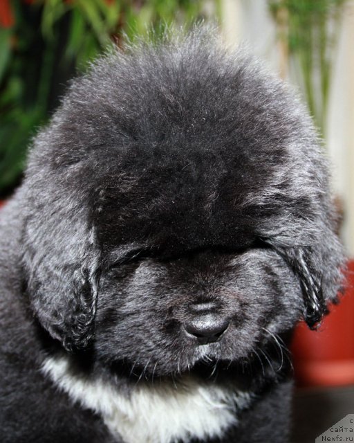 Фото: ньюфаундленд Утес с Берега Дона (Utes s Berega Dona)