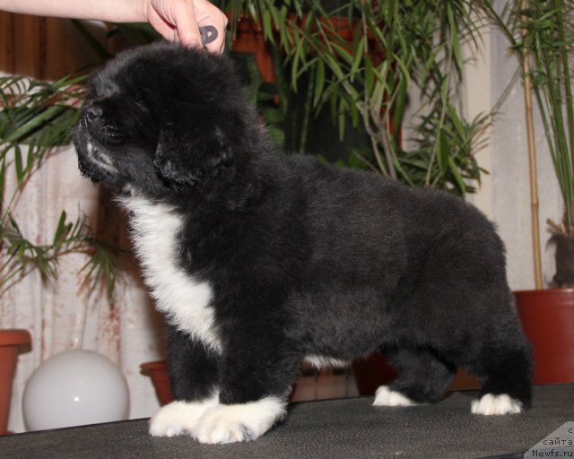 Фото: ньюфаундленд Утес с Берега Дона (Utes s Berega Dona)