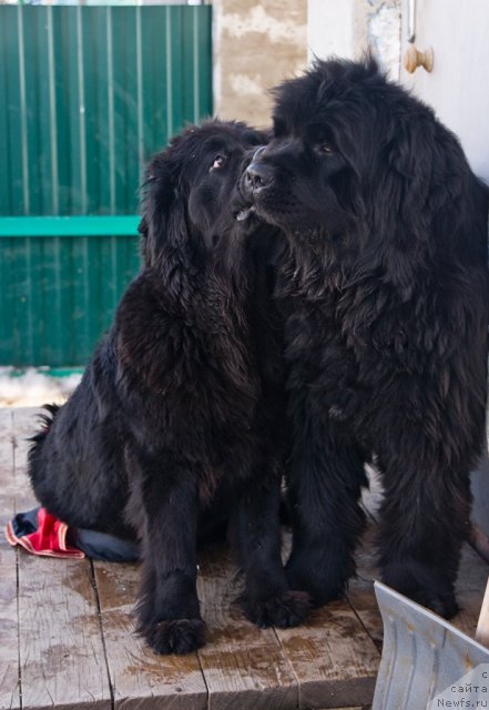 Фото: ньюфаундленд Юган с Тоянова Городка (Ygan s Toyanova Gorodka), ньюфаундленд Изумрудная Лагуна Аргона