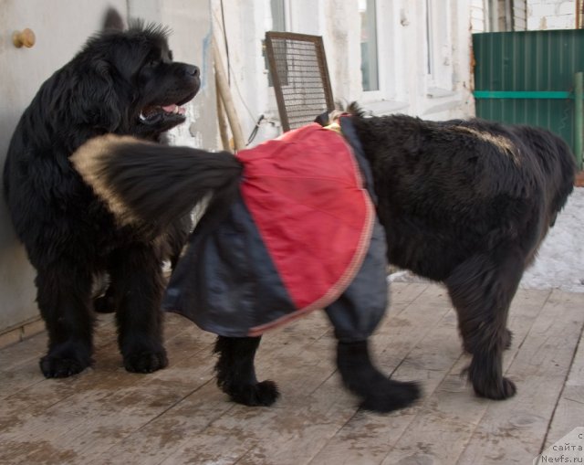 Фото: ньюфаундленд Юган с Тоянова Городка (Ygan s Toyanova Gorodka), ньюфаундленд Изумрудная Лагуна Аргона