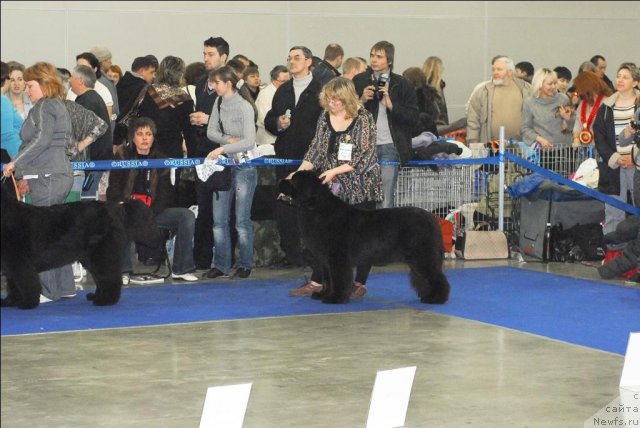 Фото: ньюфаундленд Сент Джонс Сабина Мистикал (Sent Djons Sabina Mistical)