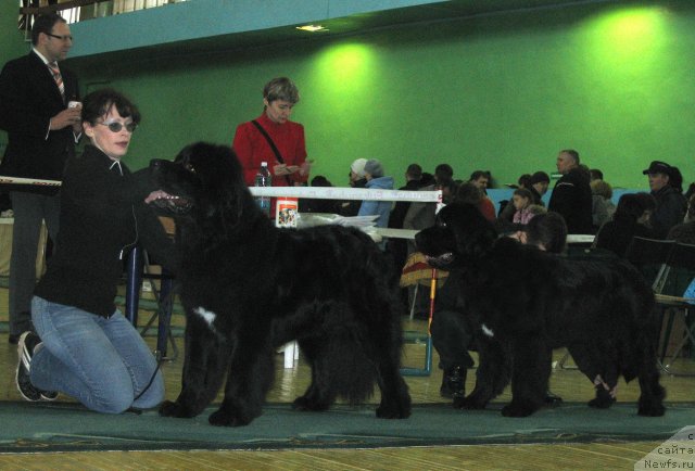 Фото: ньюфаундленд Малая Медведица из Племени Кедра, ньюфаундленд Мартиника из Племени Кедра