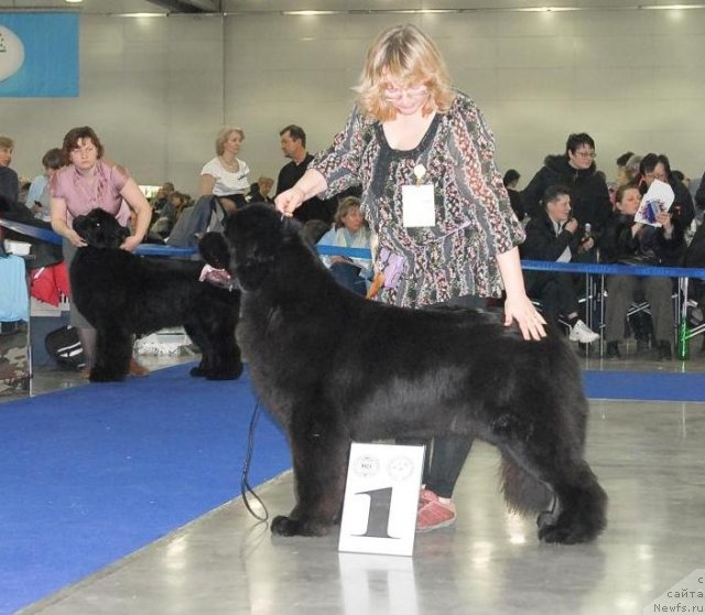 Фото: ньюфаундленд Сент Джонс Сабина Мистикал (Sent Djons Sabina Mistical)