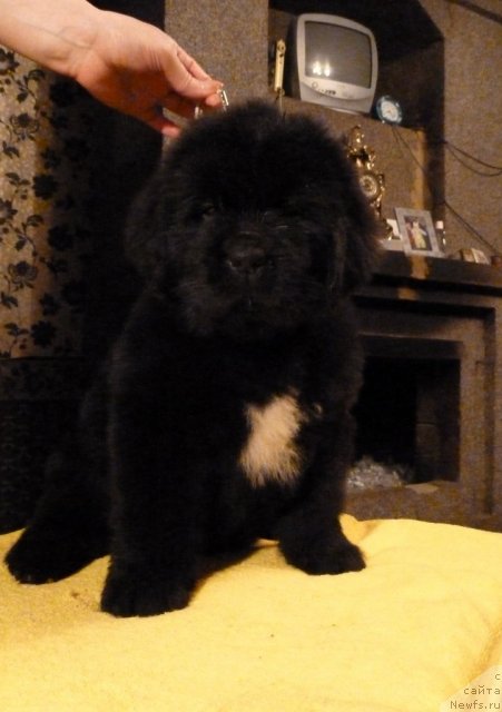 Фото: ньюфаундленд Супер Премиум Золотая Лилия