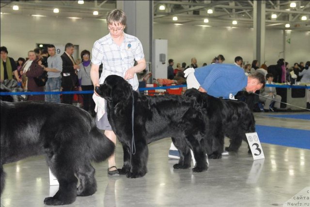 Фото: ньюфаундленд Акватория Келвин Импресса (Aquatoriya Kelvin Impressa), ньюфаундленд Fortuna of Giant's Island, ньюфаундленд Сент Джонс Инфинити