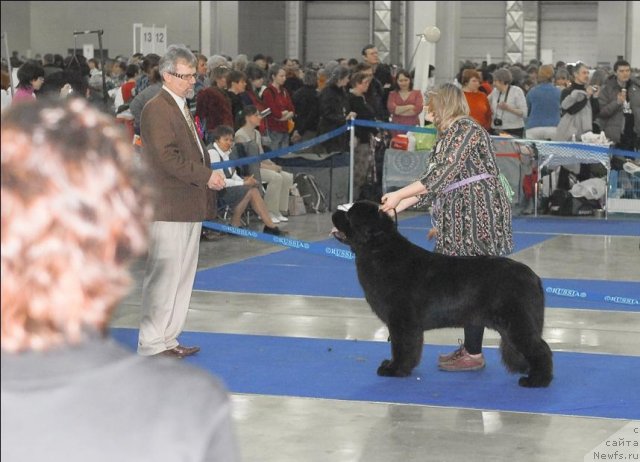 Фото: ньюфаундленд Сент Джонс Сабина Мистикал (Sent Djons Sabina Mistical)
