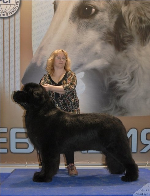 Фото: ньюфаундленд Сент Джонс Сабина Мистикал (Sent Djons Sabina Mistical)