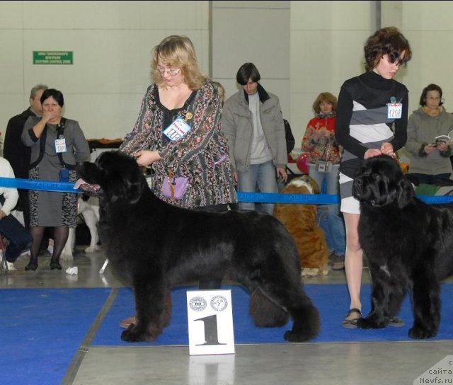 Фото: ньюфаундленд Сент Джонс Сабина Мистикал (Sent Djons Sabina Mistical)