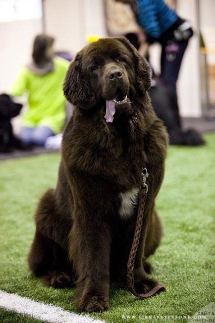 Фото: ньюфаундленд Black Imp Elfas Eiwaz