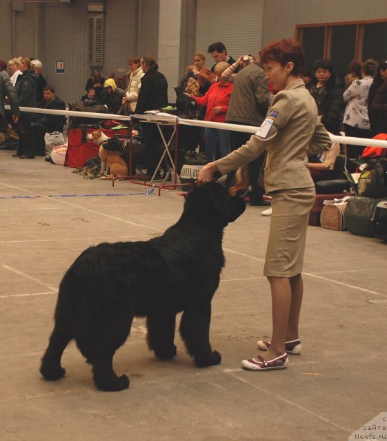 Фото: ньюфаундленд Центр Мироздания из Аркаима (Tsentr Mirozdaniya iz Arkaima), Марина Волкова