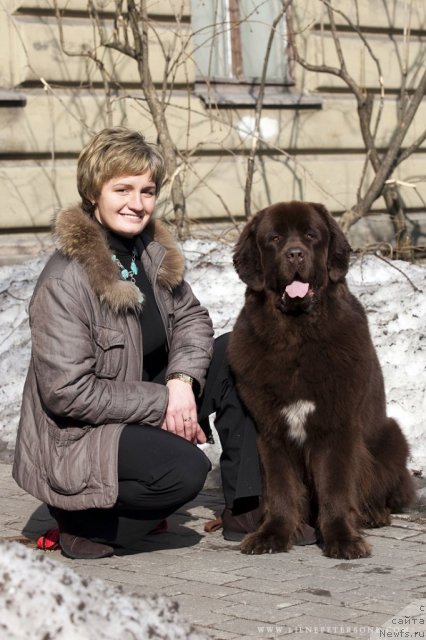 Фото: ньюфаундленд Black Imp Elfas Eiwaz