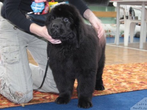 Фото: ньюфаундленд Уютная Долина Бассинда Гламур Лэйди