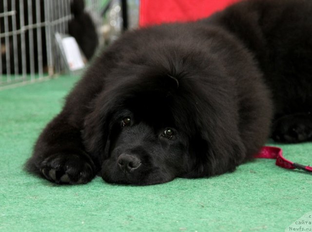 Фотография № 62983