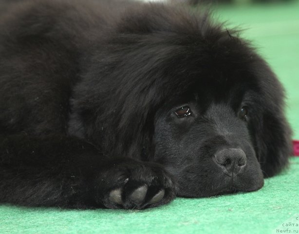 Фотография № 62985