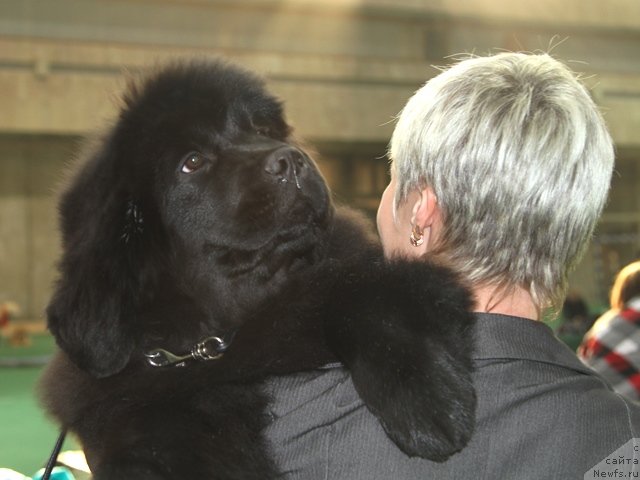 Фото: ньюфаундленд Особа Статная из Медвежьего Яра