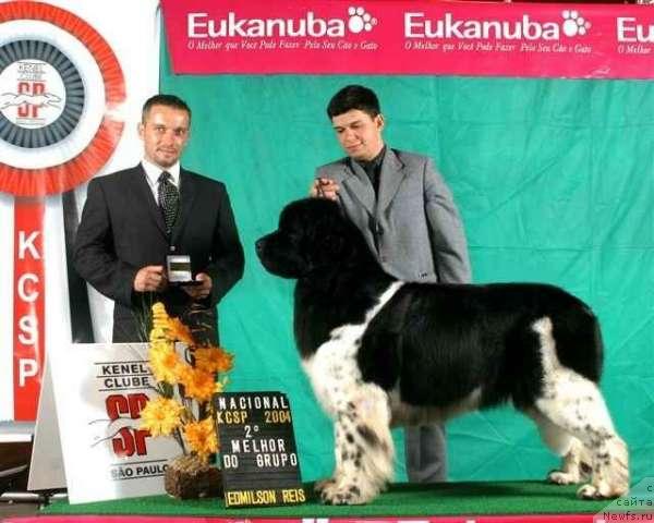 Фото: ньюфаундленд Rana's Panda vom Riesrand