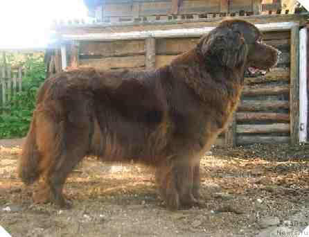 Фото: ньюфаундленд Обуш Шед Ханум (Obush Shed Hanum)