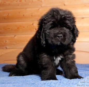 Фото: ньюфаундленд Оливрико Аватар (Olivriko Avatar)