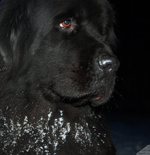 Фото: ньюфаундленд Норт Фэйс Икка Белль Арка