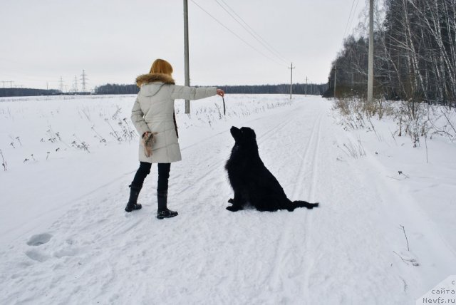 Фото: ньюфаундленд Норт Фэйс Икка Белль Арка, Александра Афонина