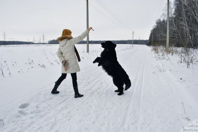 Фото: ньюфаундленд Норт Фэйс Икка Белль Арка, Александра Афонина