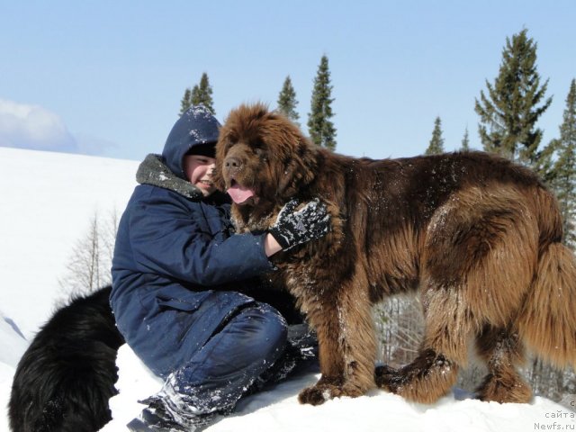 Фото: ньюфаундленд Бархатка Роскошная, и Максим Перевышин!