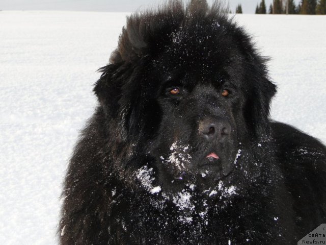 Фото: ньюфаундленд Ньюфорт Лунный Бархат