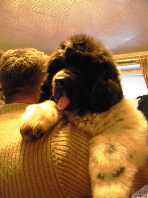 Фото: ньюфаундленд Супер Бизон Екатеринбург (Super Bizon Ekaterinburg)