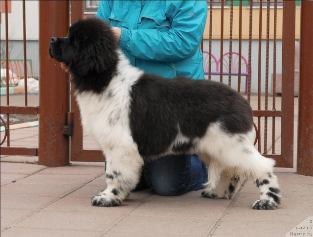 Фото: ньюфаундленд Threeponds Sunny Flower for Sent Djons