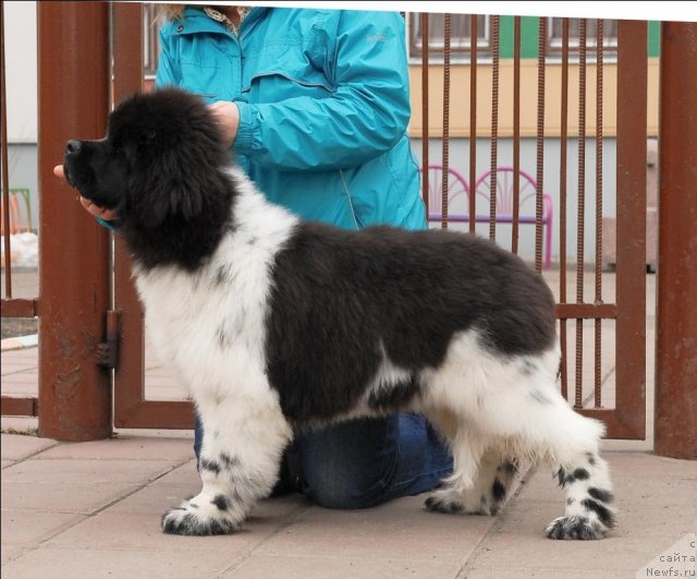 Фото: ньюфаундленд Threeponds Sunny Flower for Sent Djons