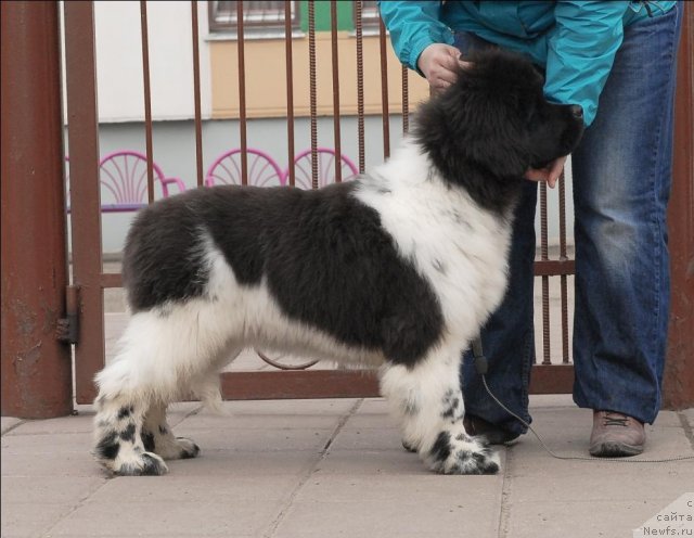 Фото: ньюфаундленд Threeponds Sunny Flower for Sent Djons