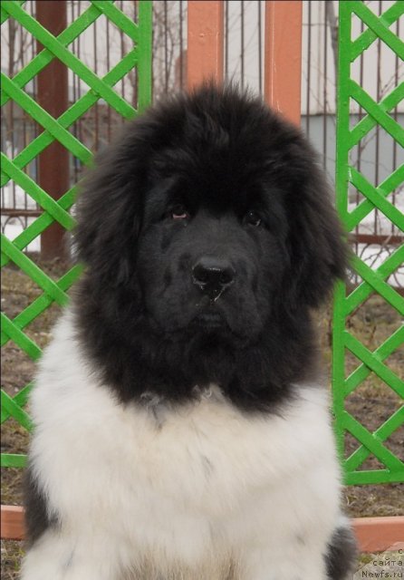 Фото: ньюфаундленд Threeponds Sunny Flower for Sent Djons