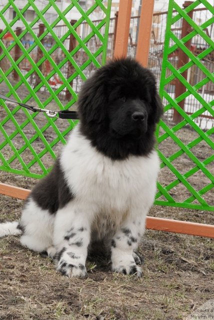 Фотография № 63050