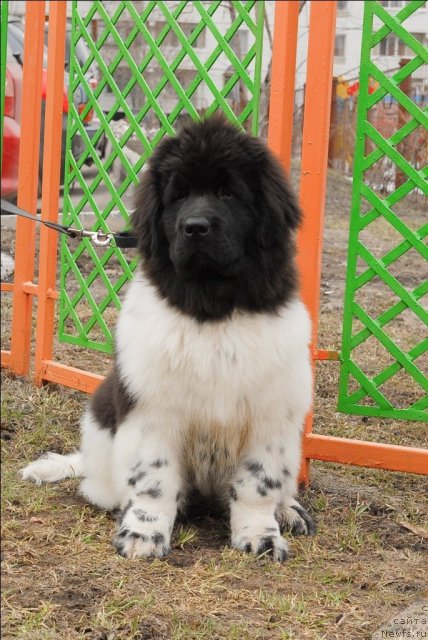 Фото: ньюфаундленд Threeponds Sunny Flower for Sent Djons