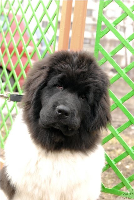 Фото: ньюфаундленд Threeponds Sunny Flower for Sent Djons