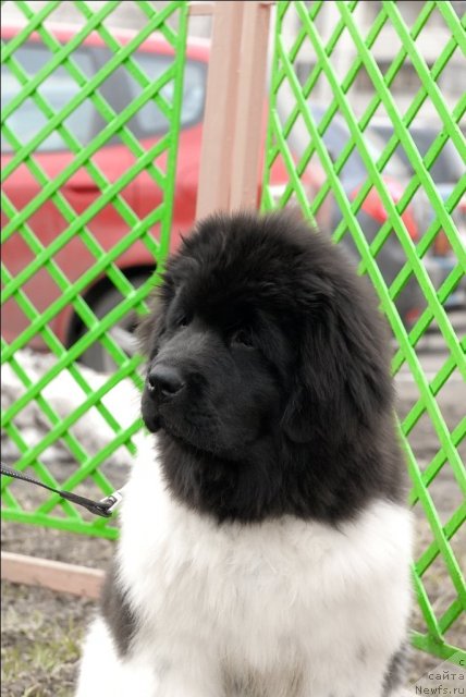 Фото: ньюфаундленд Threeponds Sunny Flower for Sent Djons