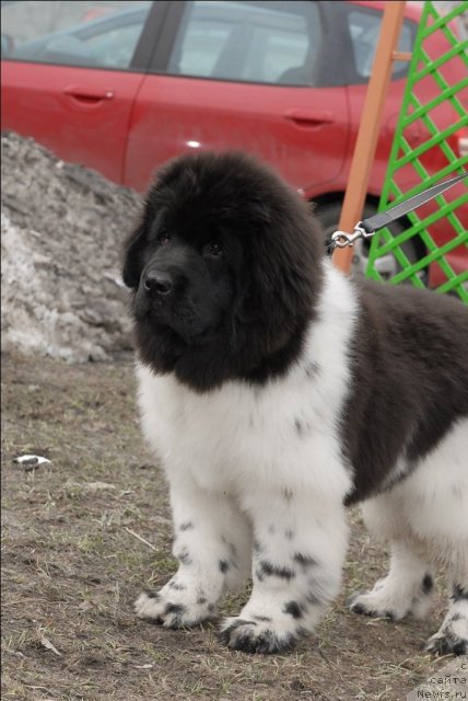 Фото: ньюфаундленд Threeponds Sunny Flower for Sent Djons