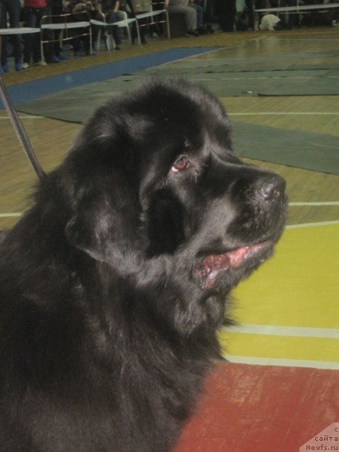 Фотография № 63063