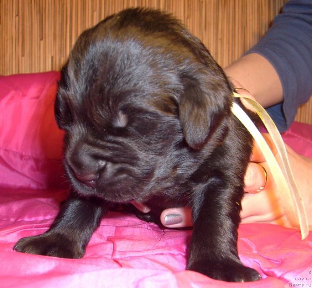 Фото: Кобель от Тары и Брендона лимонная лента