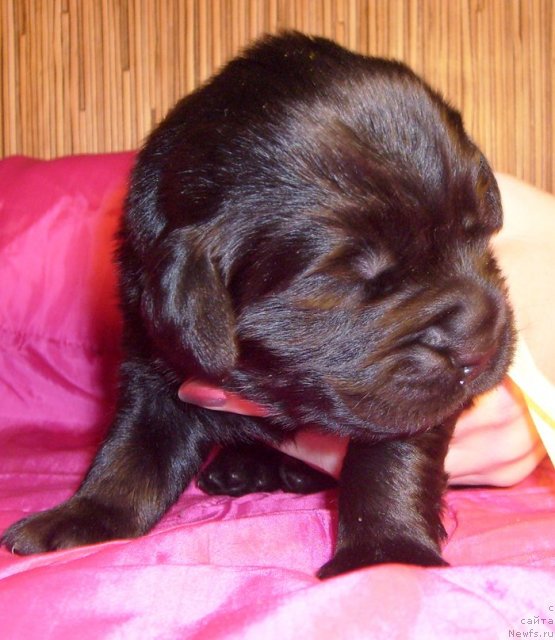 Фото: Кобель от Тары и Брендона лимонная лента