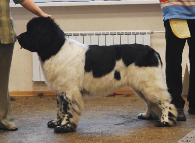 Фото: ньюфаундленд Супер Бизон Арго (Super Bizon Argo)